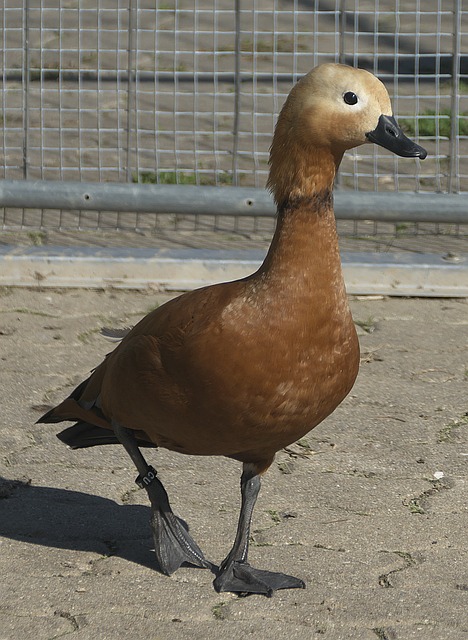 现出她强大